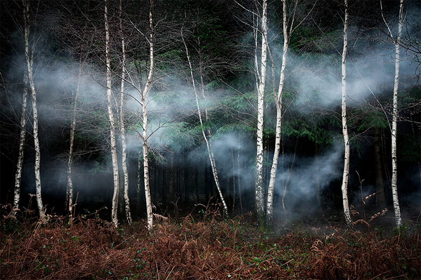 Forest Shots 2