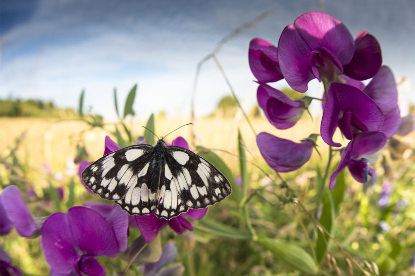 Wildlife 02