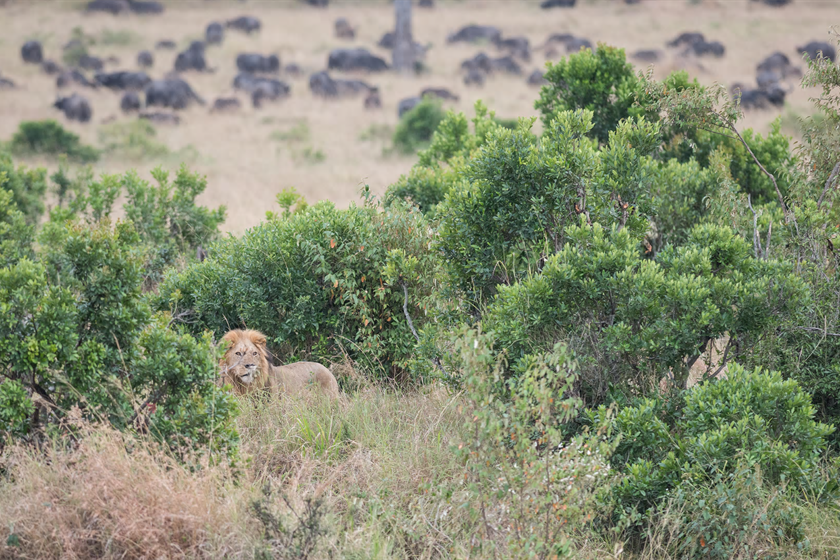 Wildlife 04